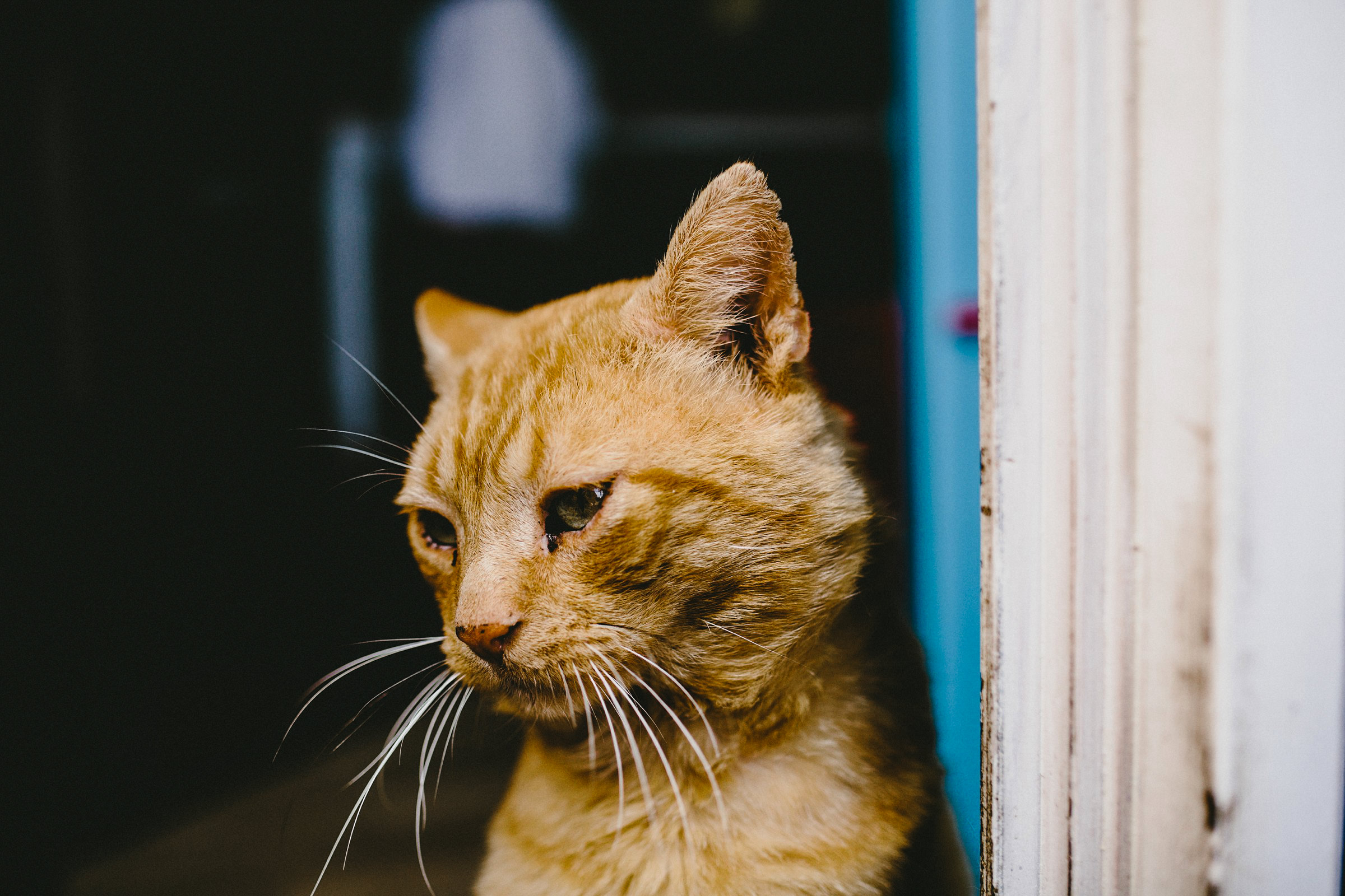 ein Kater 