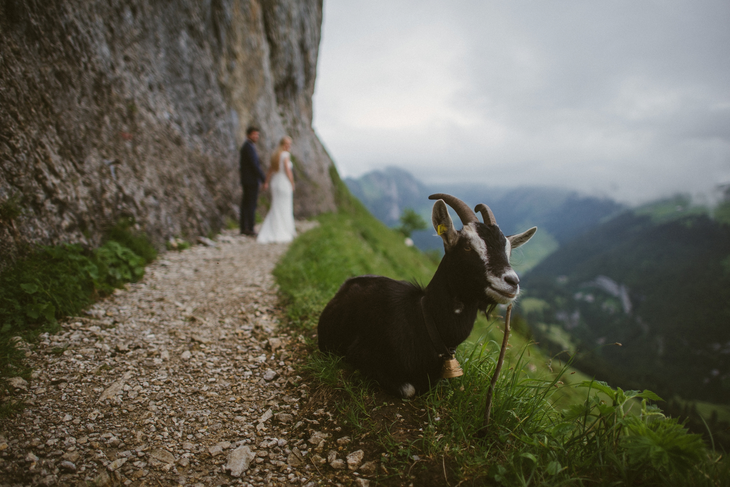 Hochzeit in der Schweiz: After-Wedding Shoot, Brautpaar läuft durch die Berge, im Vordergrund eine Ziege