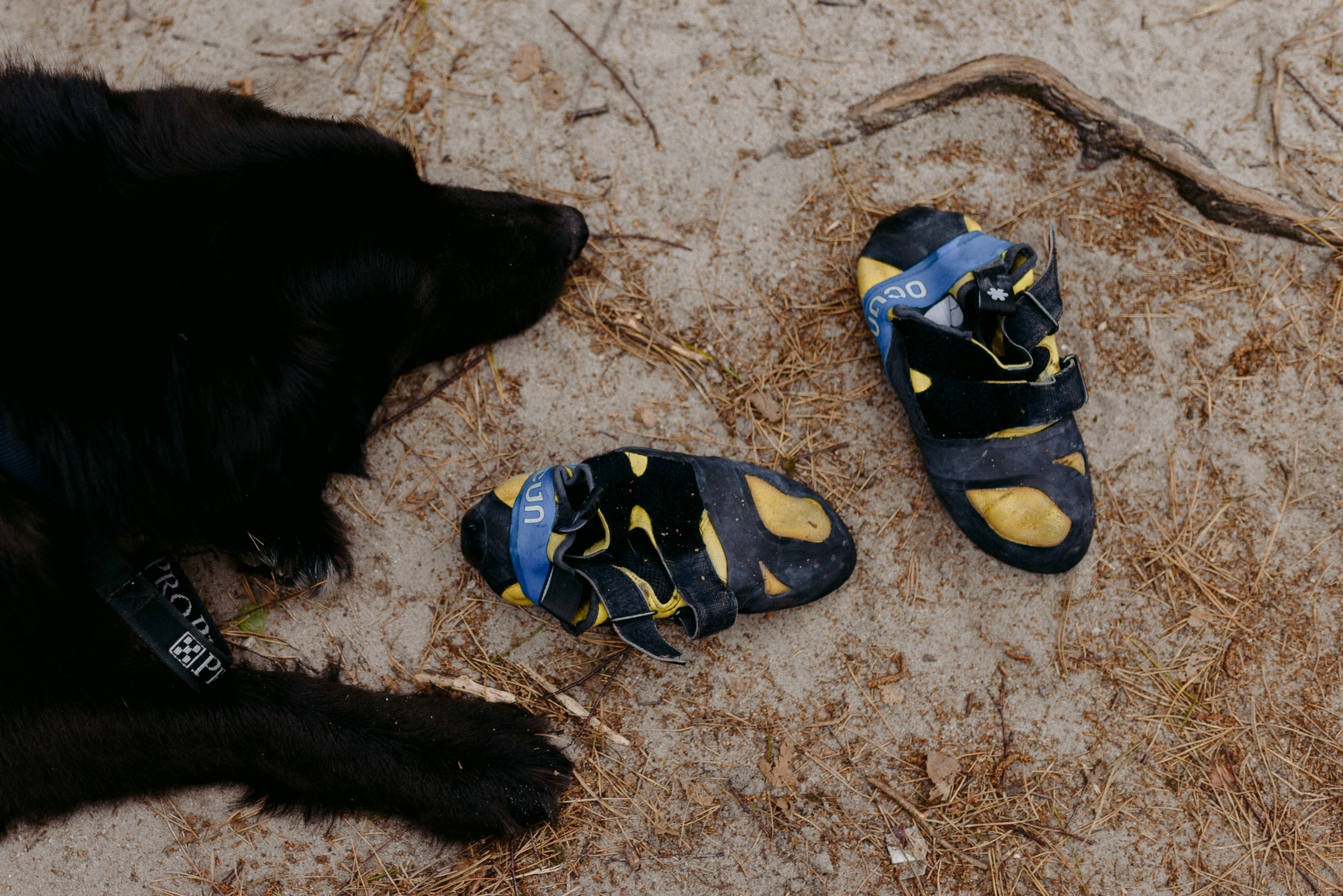 Outdoor-Hochzeit: Kletterschuhe und gelangweilter Hund