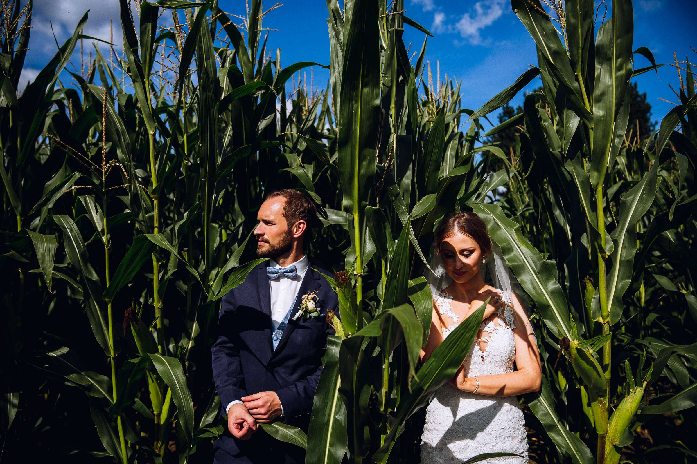 Septemberhochzeit: Brautpaar zwischen hochgewachsenem Mais