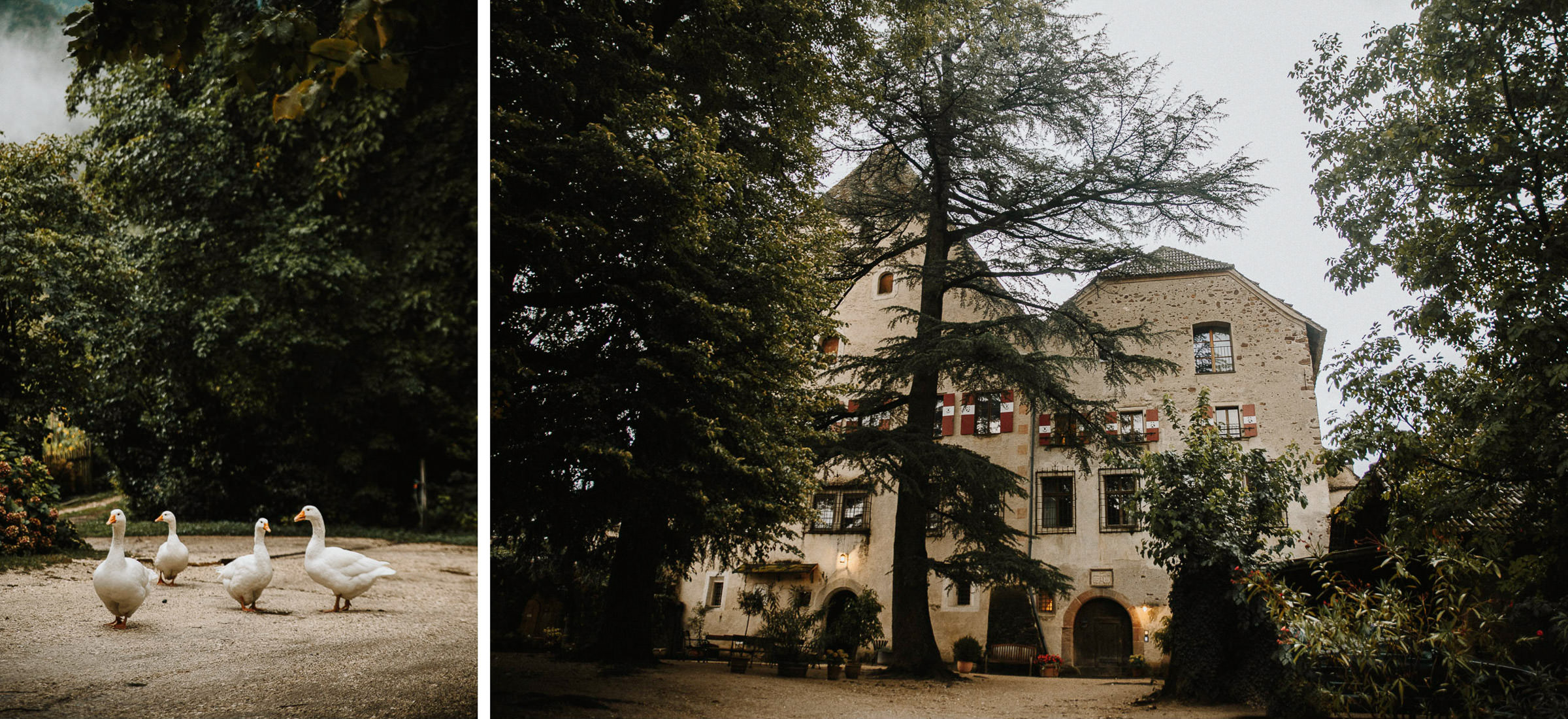 Schlosshochzeit: Gänse vor dem Schloss