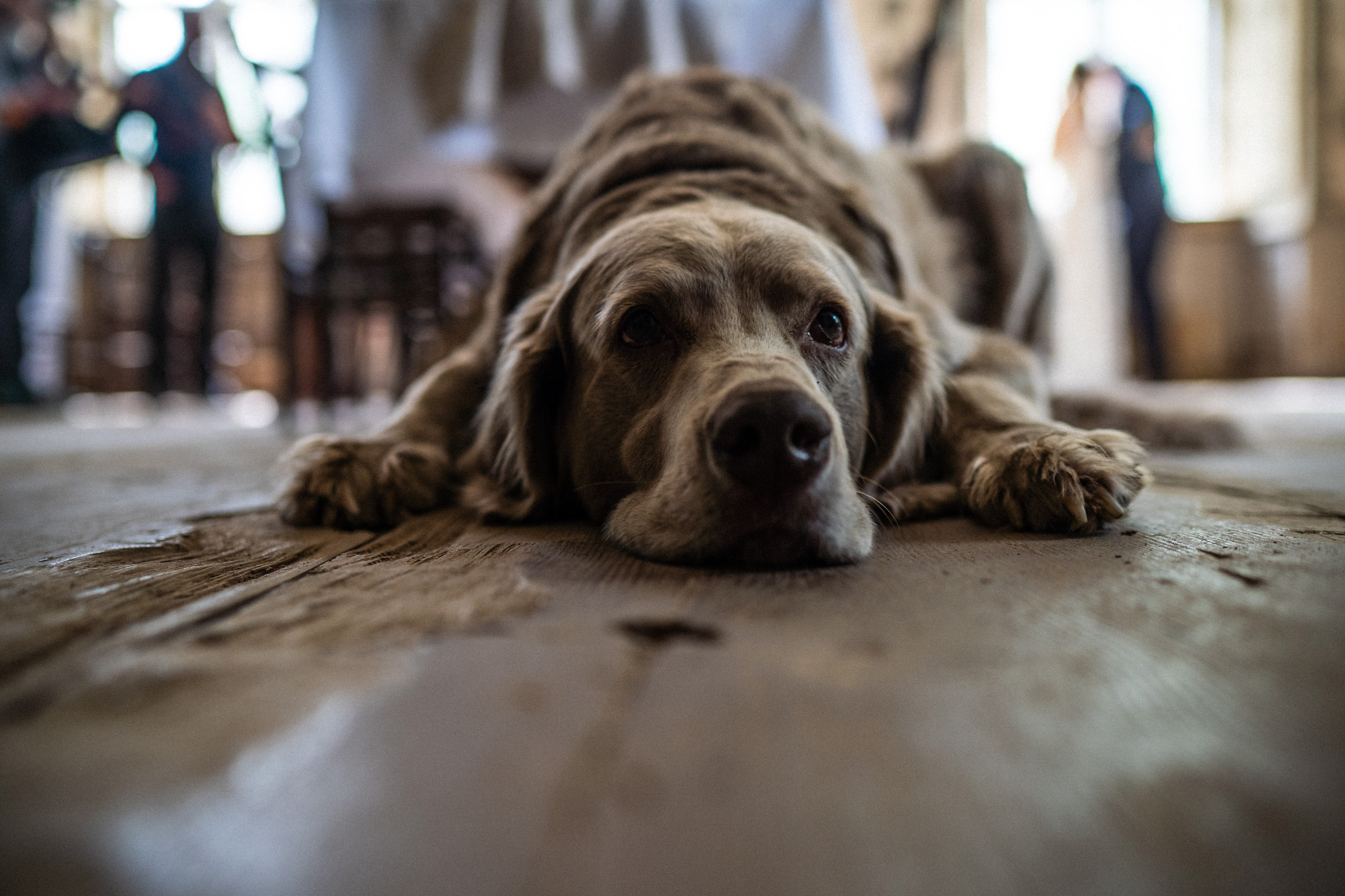 Hund liegt gelangweilt auf dem Boden