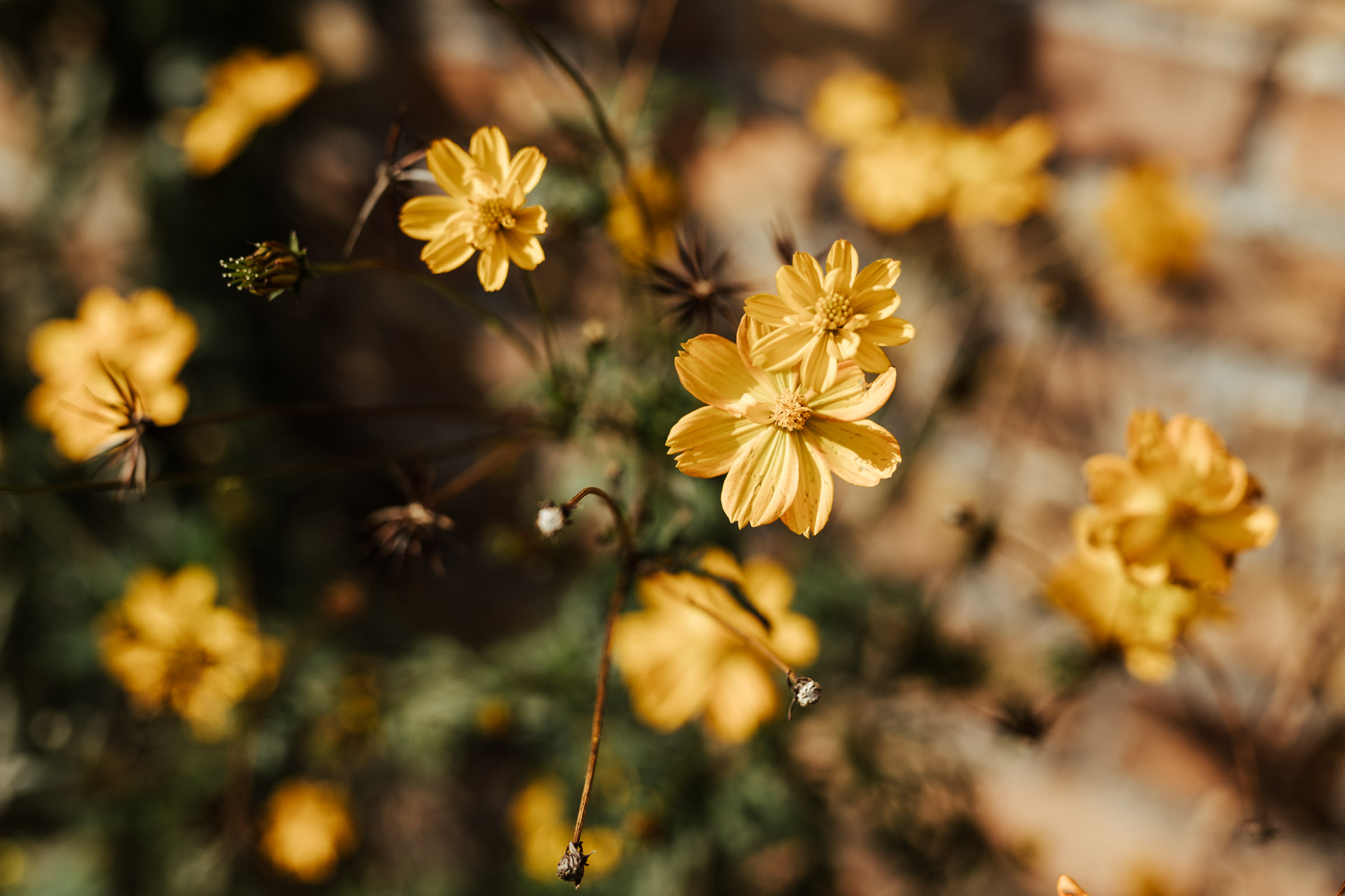 Landhochzeit: gelbe Blumen im Sonnenschein
